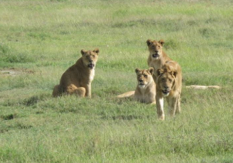 cnversation ngorongoro