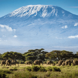 kilimanjaro