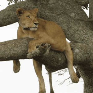 lakemanyara