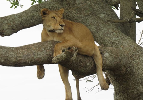 lake manyara