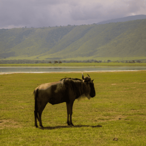 ngorongoro