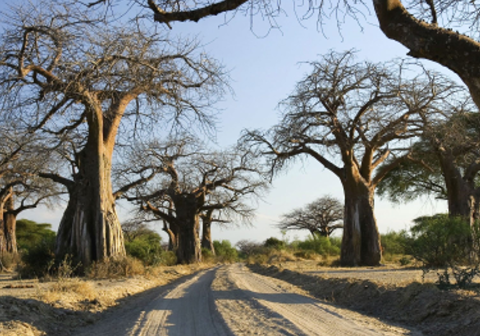ruaha