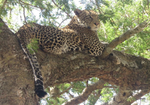 serengeti