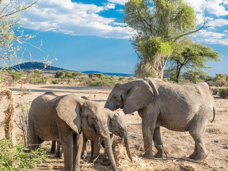 wildlife